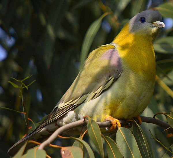 Treron phoenicoptera